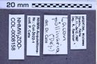 Etiketten zu Lacon pollinaria (NHMW-ZOO-COL-0008158)